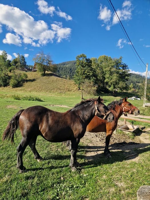 Cai si ponei de vânzare
