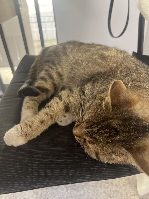 отдам котенка в добрые руки