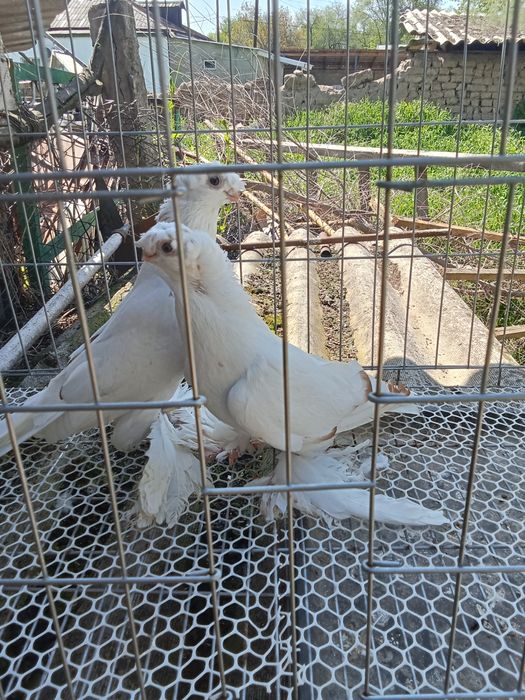 Продам голубей хороших