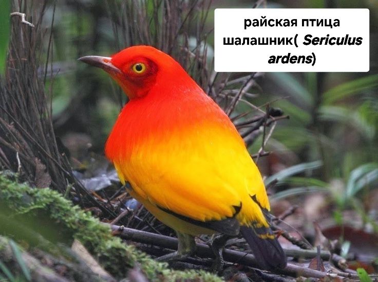 Райская птица разные породи