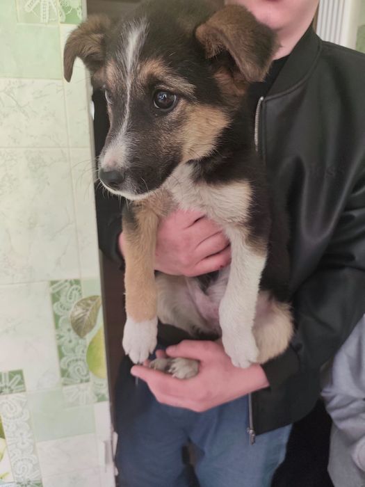 Отдам щенка девочку