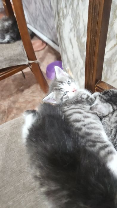 Котята отдам бесплатно в добрые руки