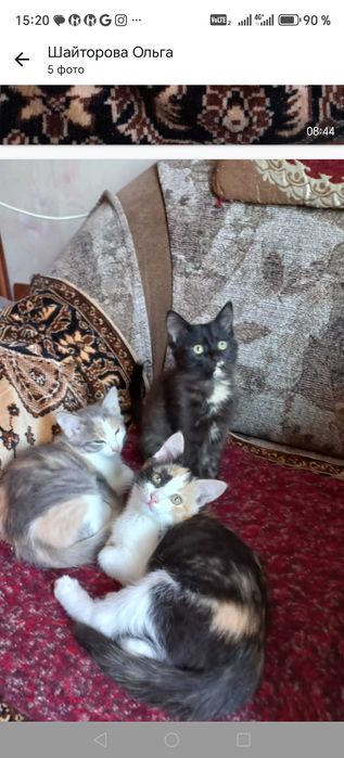 КОТЯТКИ-РЕБЯТКИ в самые добрые руки