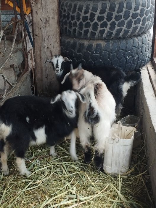 Продам Козлят три головы