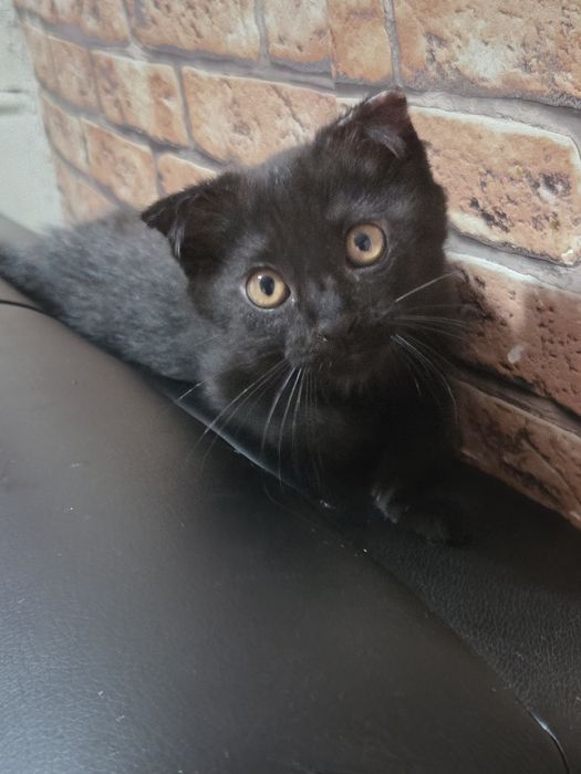 Котёнок 2 месяца вислоухий