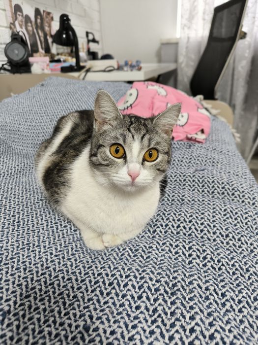 Кошечка в добрые руки