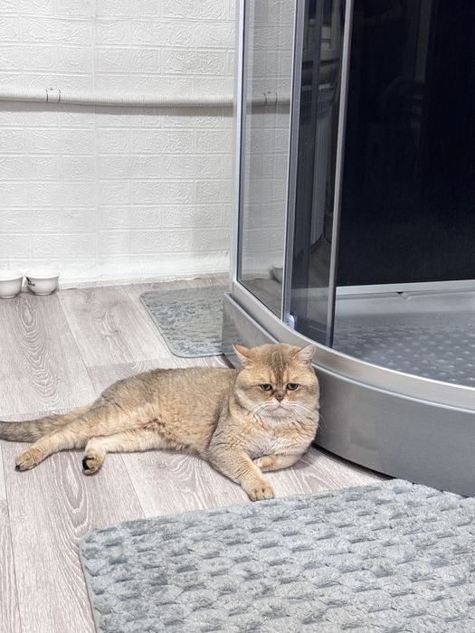 Вязка шиншилловых кошек