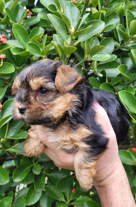 Йоркширски териер  - мини!!!