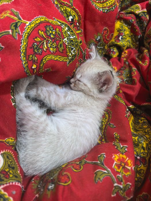 Отдам котенка в добрые руки