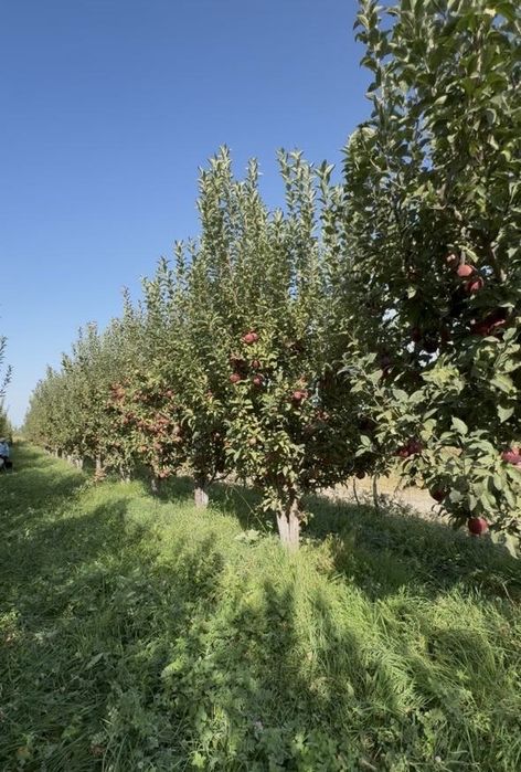 Продам сад село талдыбулак