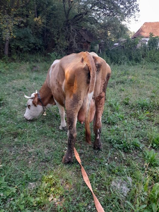 Vând vaca de 9 ani
