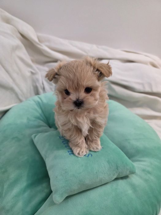 Maltipoo teacup, mini toy