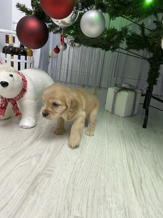 Cocker Spaniel disponibil