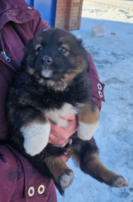 Продам щенков от красивой собаки