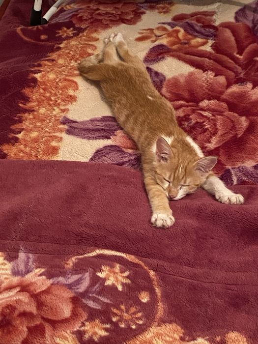 Отдам котенка бесплатно