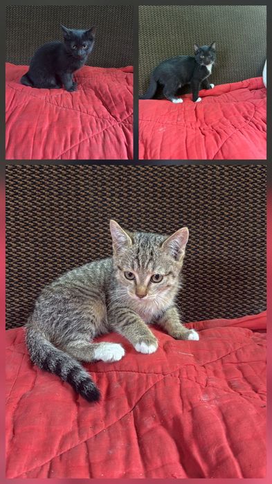 Красивые котята в добрые руки