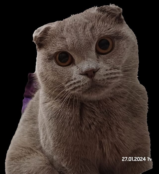 Скотиш фолд(Шотландская вислоухая)