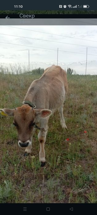 Продам двух телят