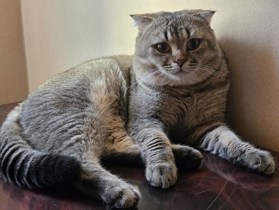 Ждём на вязку прекрасных дам