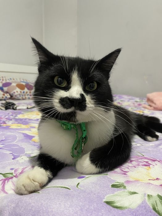 Вязка кота..ищем девушку)