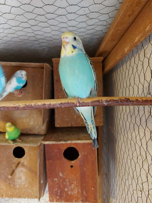 Vand papagali peruși