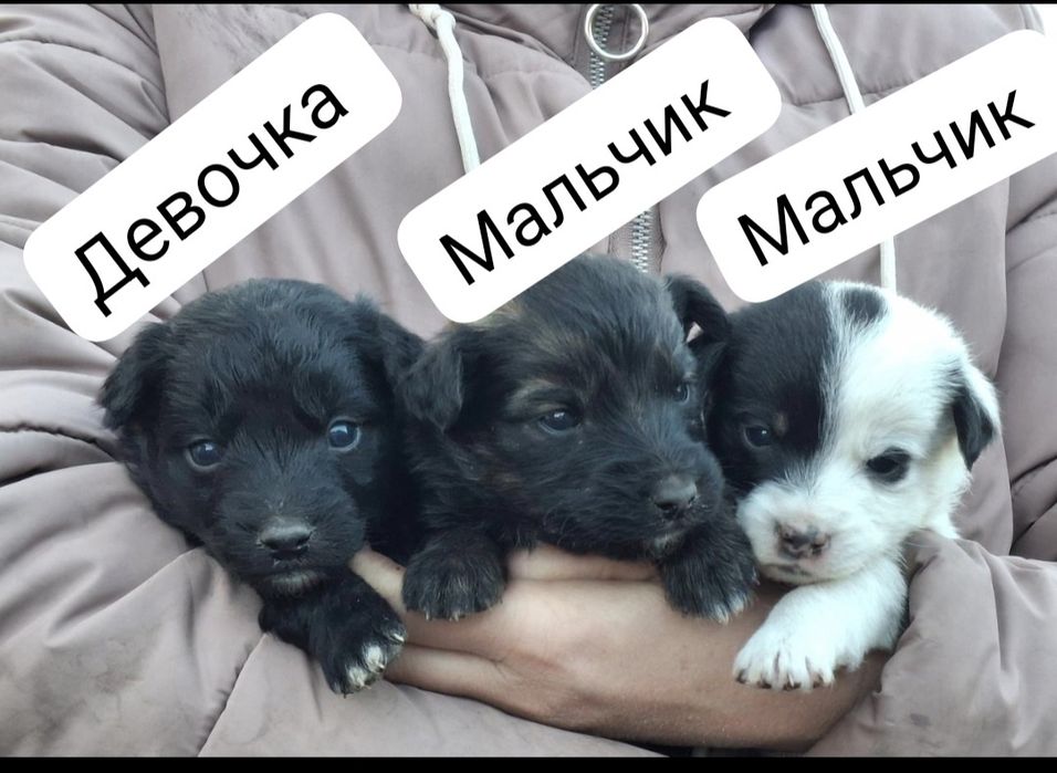 Отдам  щенят в добрые  руки