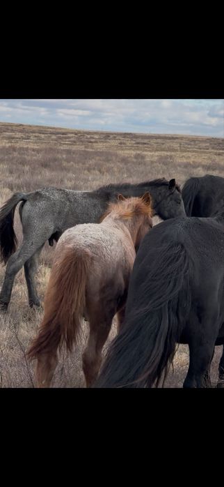 Продам жабагы оптом 220 тыс