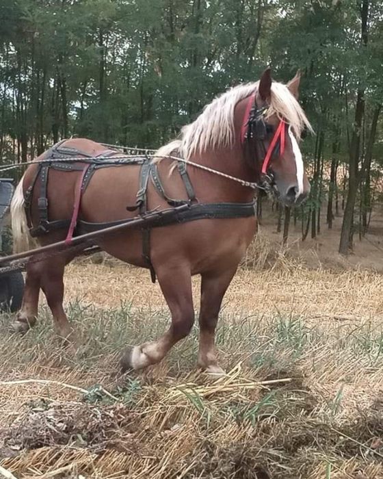 Armasar (semigreu) de vanzare - 5 ani