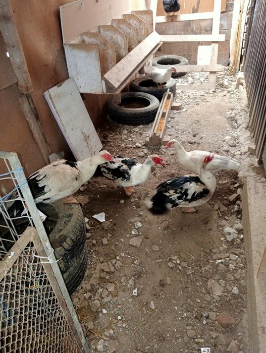 Vănd 3 rațe mute și 2 rățoi