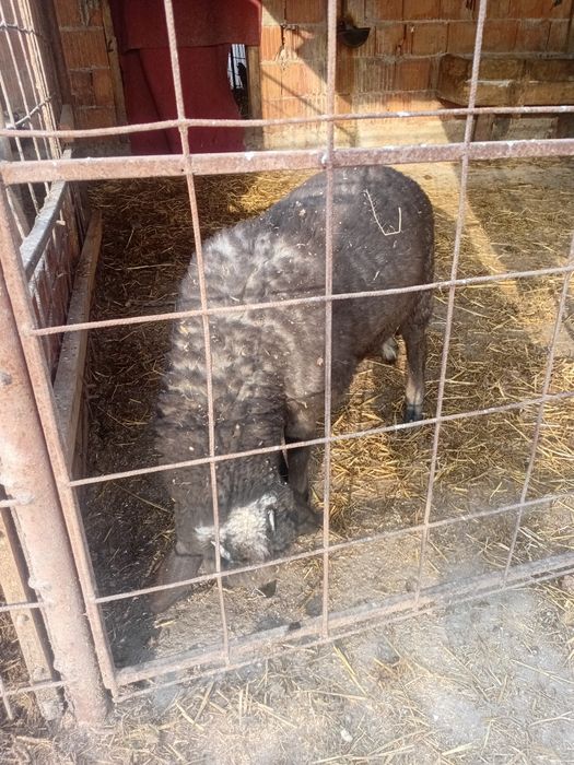 Miel De vanzare Cintei