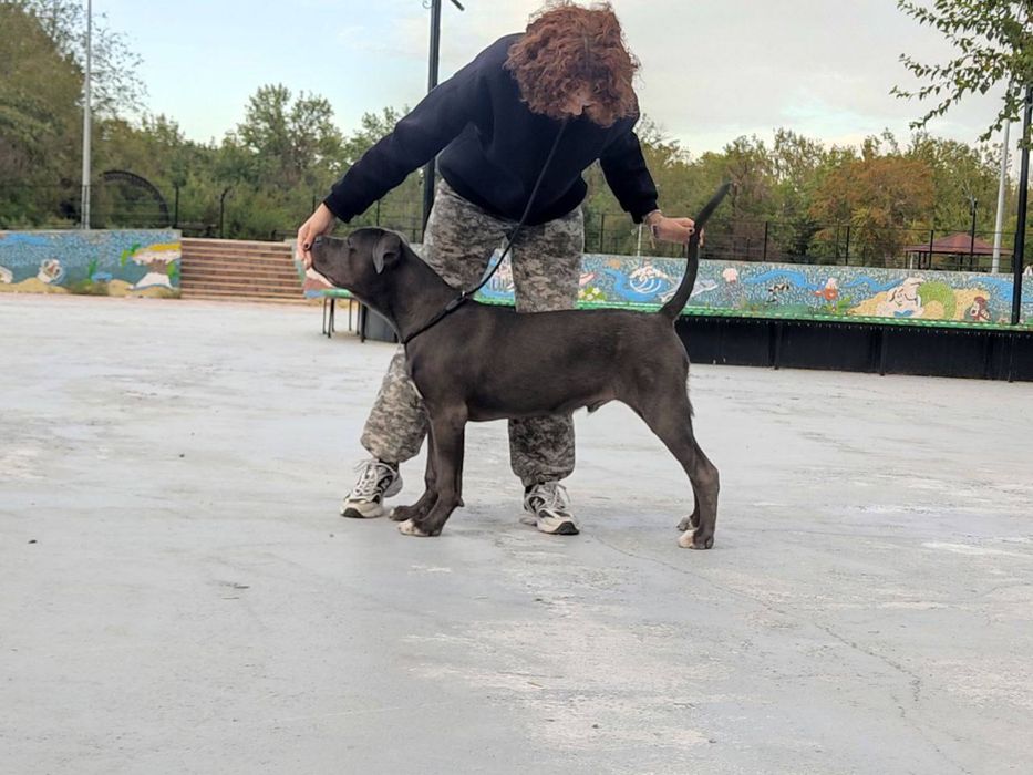 дрессировка собак