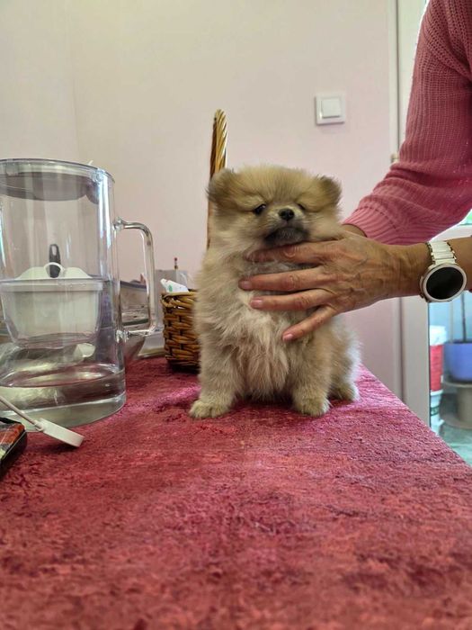 Продава се мини померан