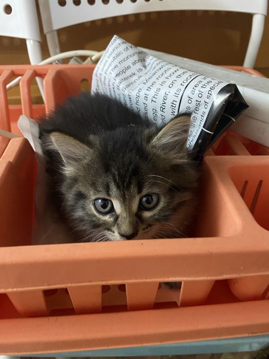 Отдам котят в добрые руки