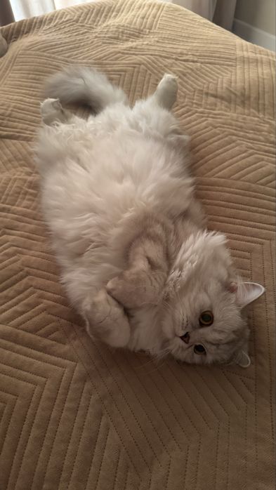 Прямоухо кошка отдам даром