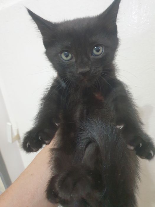 Котята в самые добрые руки