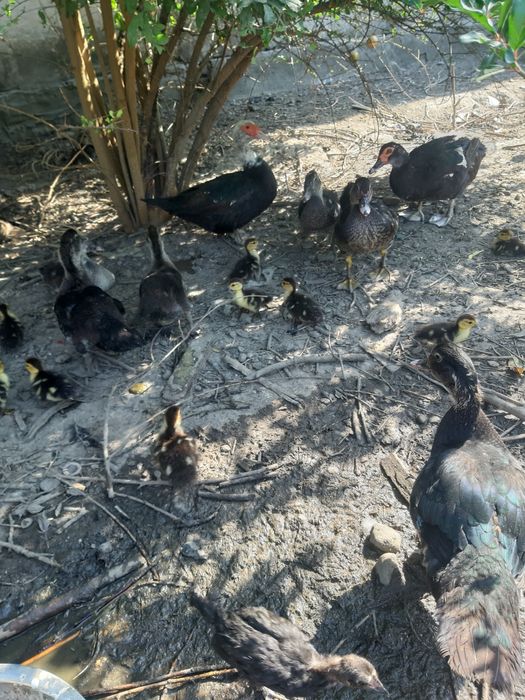 Цыплята ,чужалар ХайЛайн порода