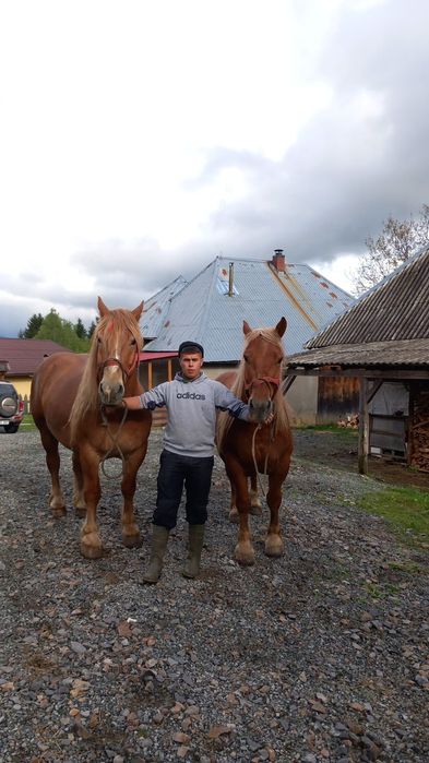 De vânzare,cai amândoi