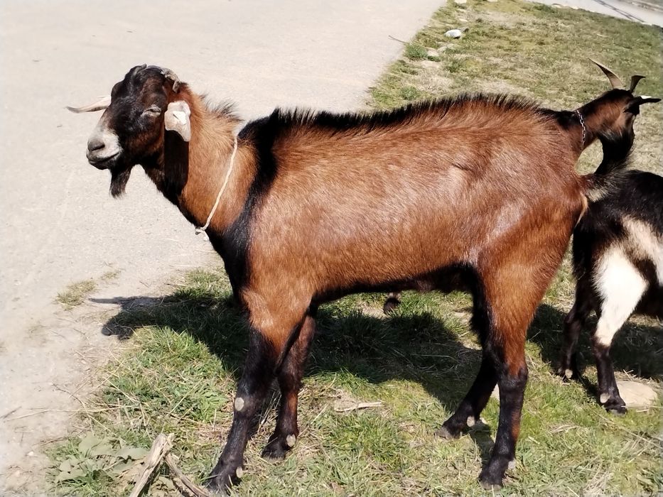 Țap metis Anglonublian