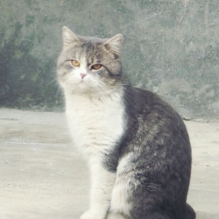 Qidirilmoqta, булвар томонда йоколган