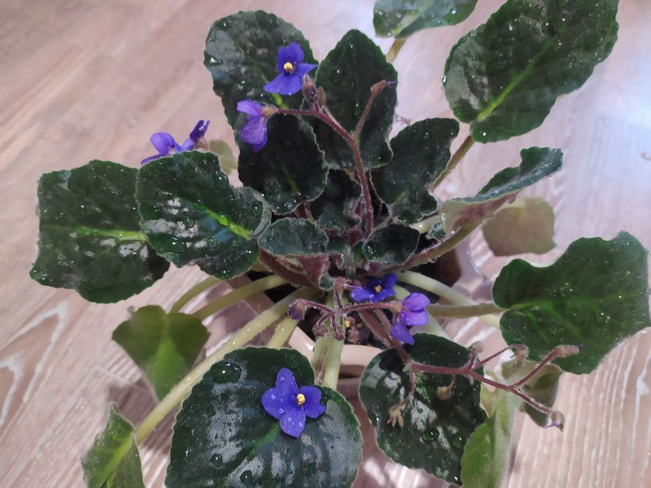 Фиалка сорт Blue boy
