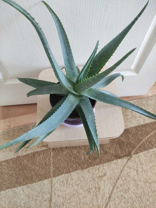 Алоэ 2500        .