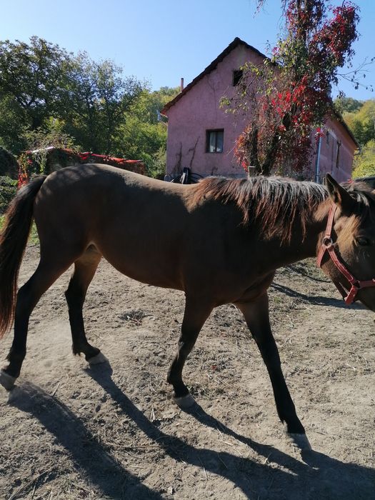 Vând Iapa mugra 3 ani 1750EURO Negociabil Nu răspund la număr privat. Am. Fost sunata și înjurata