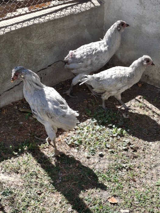 Familie British Ameraucana