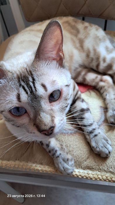 Продаётся  бенгальская кошка