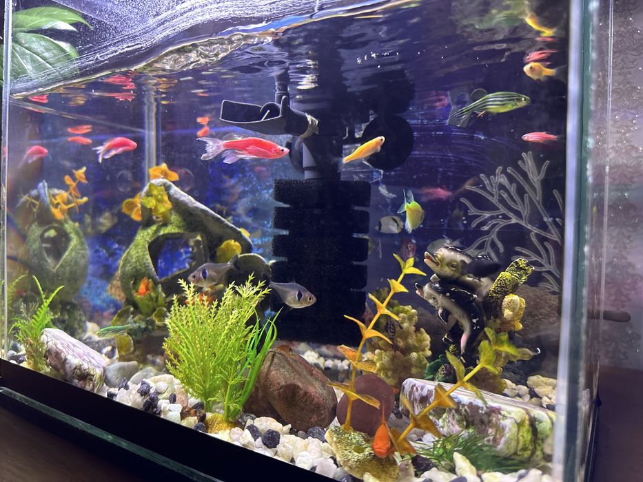 Аквариум с рыбкамм