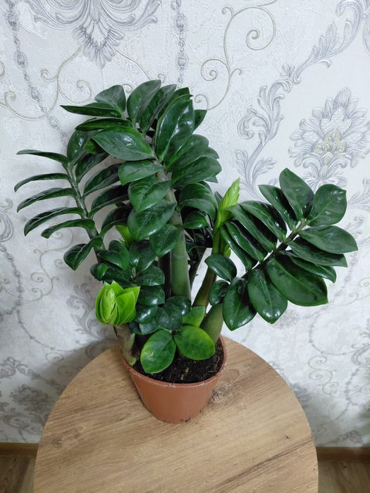 Комнатные растения