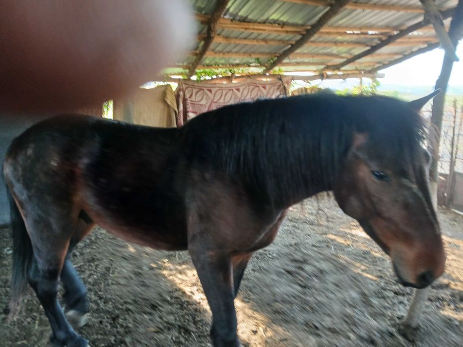 Vand armăsar de 2Ami