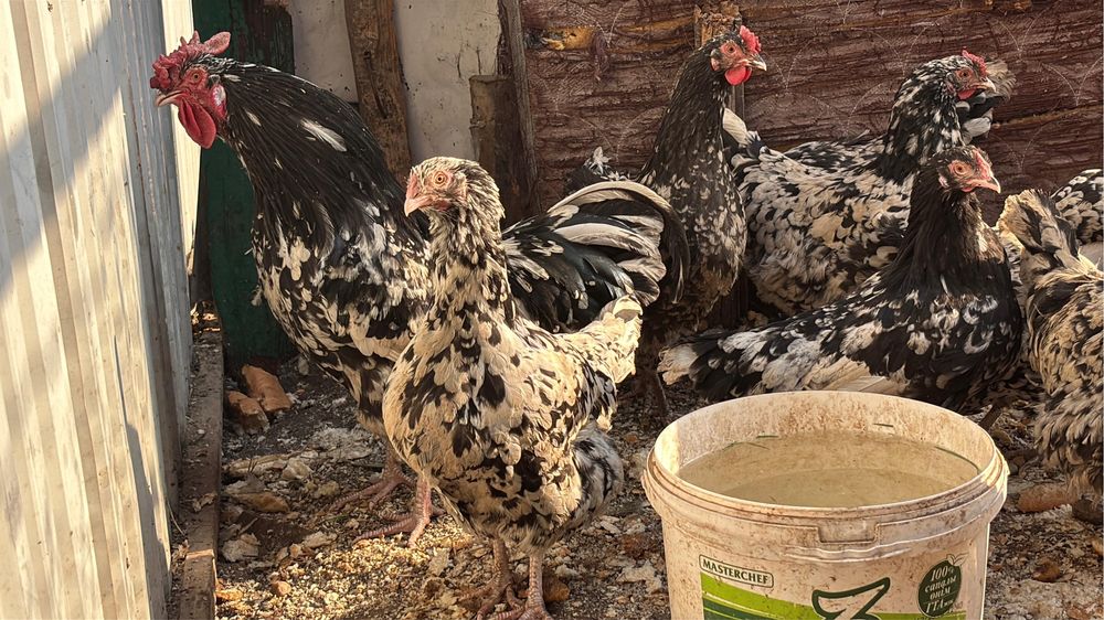 Продам кур мраморный австролорп