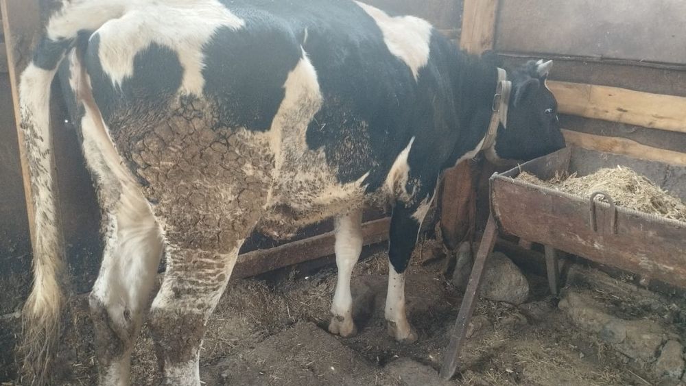 Галиштинскии телка