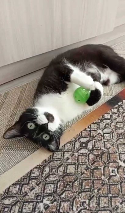 Милая кошечка ищет дом
